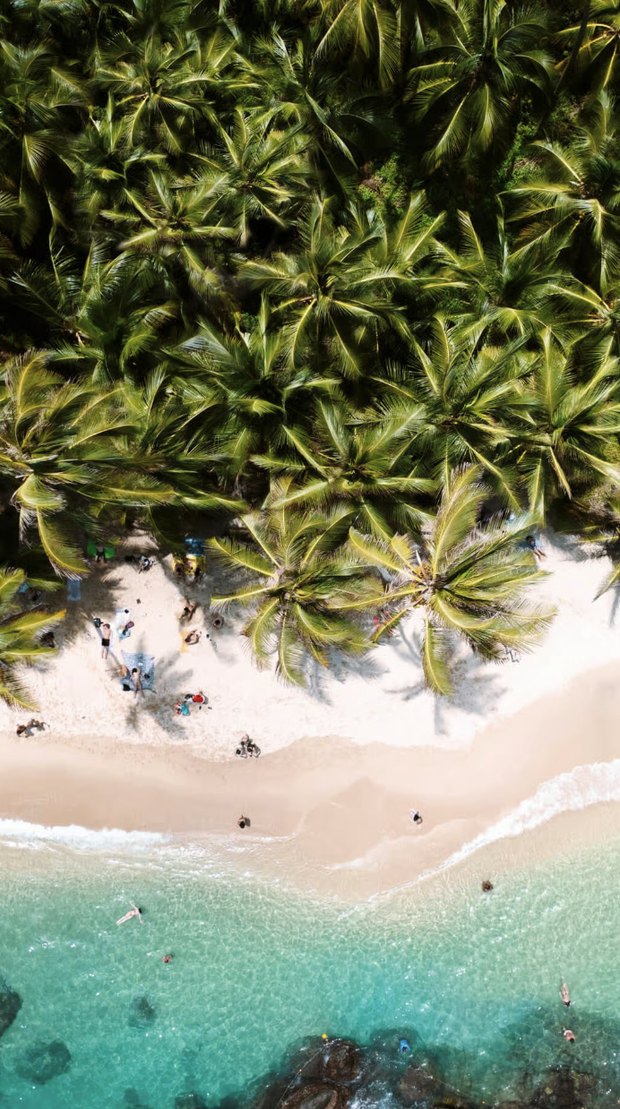 Straight down on the coast: dense coconut palms giving onto a strip of pale sand, then clear shallow turquoise water with swimmers in it.