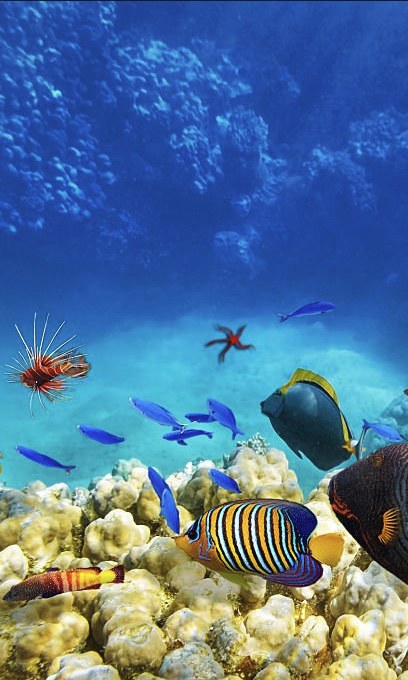 Reef fish over coral: an angelfish, a lionfish and a shoal of small blue fish in deep blue water.